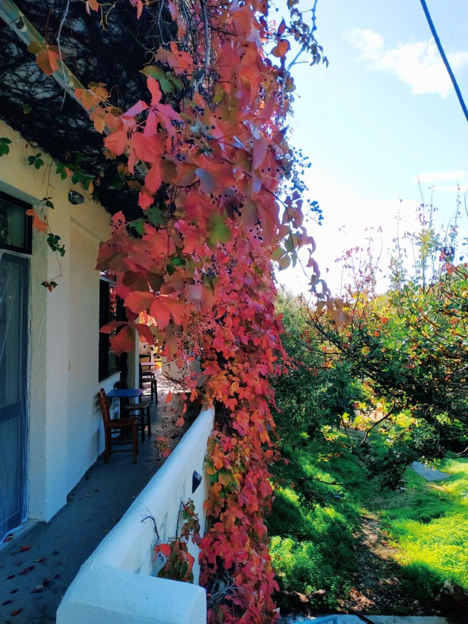 Oleander'S Garden Traditional Cretan Cottage Ferma Eksteriør bilde